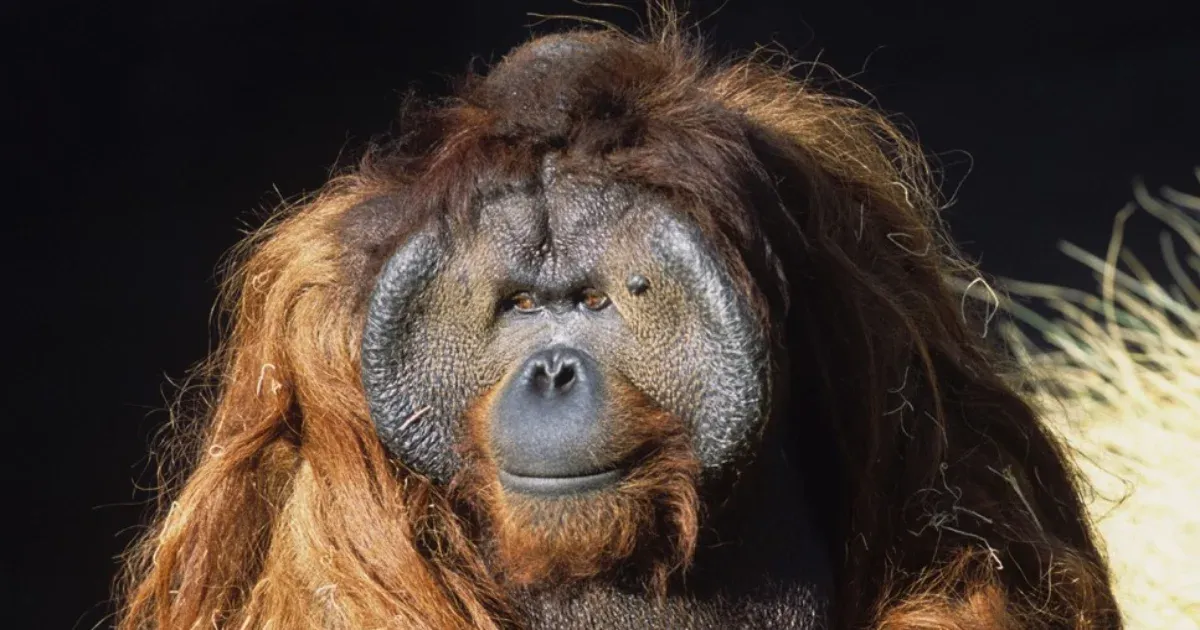 Ken Allen: A híres orangután, aki sosem adta fel a szabadság álmát