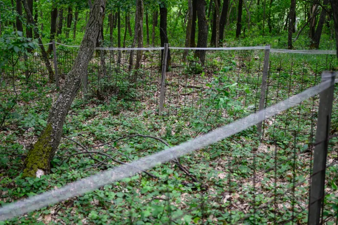 Vadkerítés a LIFE4OakForests mintaprojekt tölgyes erdejében, Pécsely közelében – Fotó: Vasvári Tamás / MTI