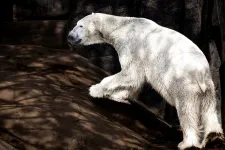 Elaltatták a Nyíregyházi Állatpark legidősebb jegesmedvéjét