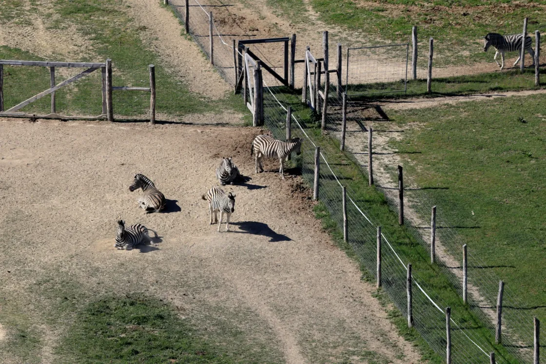 Azért látható mindig kevesebb zebra a hatvanpusztai felvételeken, mert három elpusztult