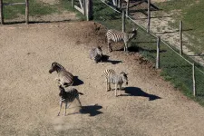 Azért látható mindig kevesebb zebra a hatvanpusztai felvételeken, mert három elpusztult