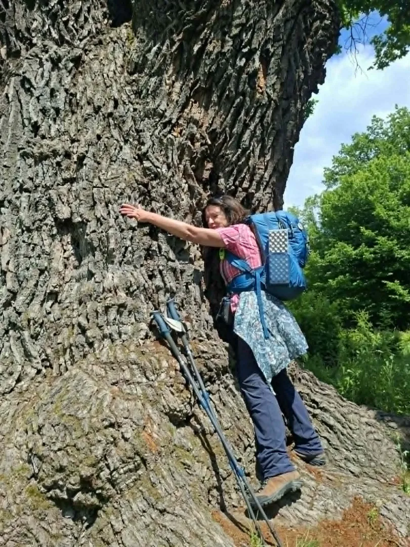 A 800 éves tölgy-nagyapa – Fotó: a szerző archívuma