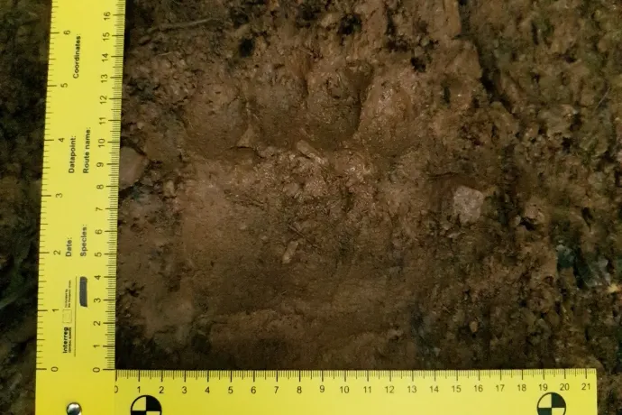 Az Aggteleki Nemzeti Park medve miatt adott ki figyelmeztetést
