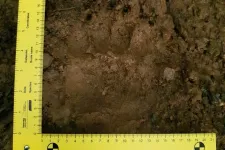 Az Aggteleki Nemzeti Park medve miatt adott ki figyelmeztetést