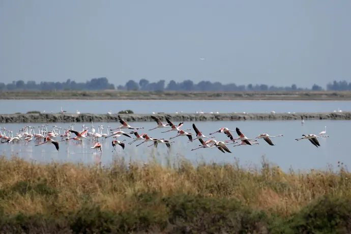 Flamingók repülnek el a lagúna felett 2023 májusában – Fotó: Adnan Beci / AFP