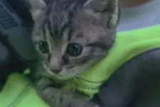17 méter mélyről mentett kiscicát a Pest Vármegyei Kutató-Mentő Szolgálat