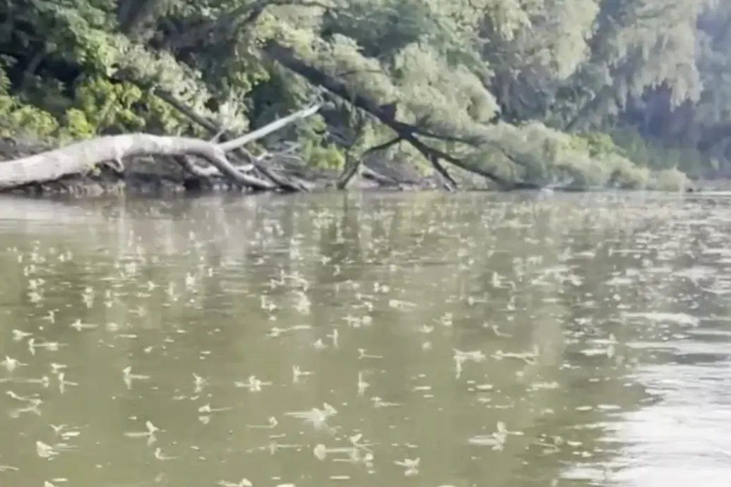 Elkezdődött a tiszavirágzás