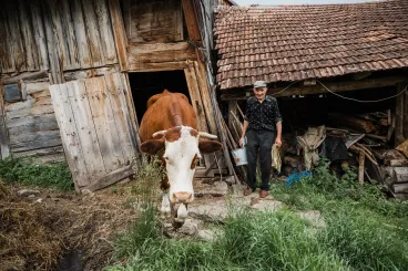 Elfogytak a lakók a faluból, ezért egyedül járnak már haza a tehenek