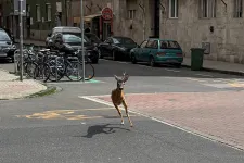 Vágtató őzet láttak a XIII. kerületben, a Szent István parkban fogták el