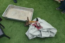 Egymás után háromszor mentettek ki a rendőrök egy riadt őzet a Dunából Budapesten