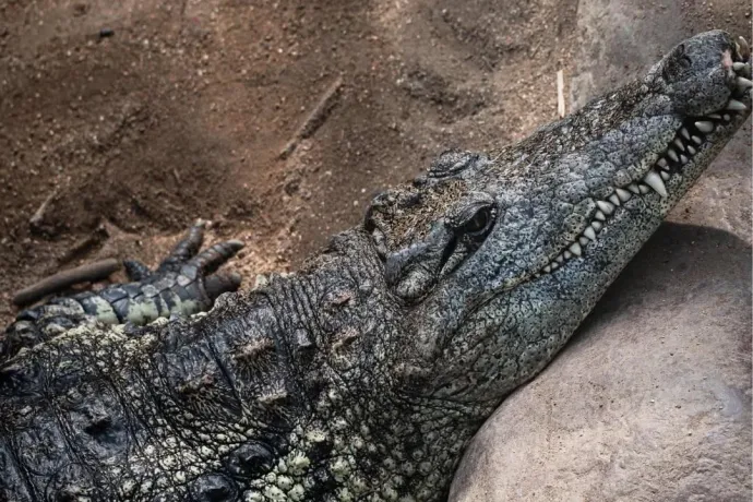 Krokodilok közé esett egy hároméves gyerek Angliában, a rendőrök szerint egy férfi dobhatta be őt oda