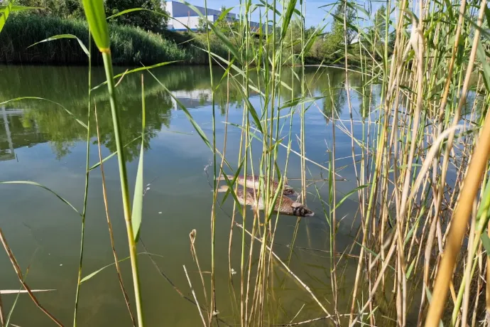 Magzatkárosító NMP-t találtak a civilek a komáromi ipari park víztározójában