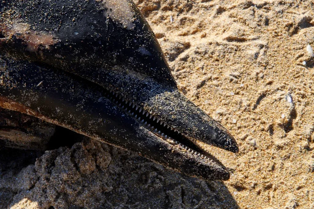 Egyre több elpusztult delfint találnak a román tengerparton, drónrobbanás is felmerült az okok között