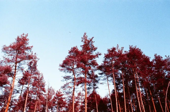 Kodak Aerochrome-hatású kép türkiz színeffektű filmre fotózva, digitális utómunkával – Fotó: Dévai László / Telex