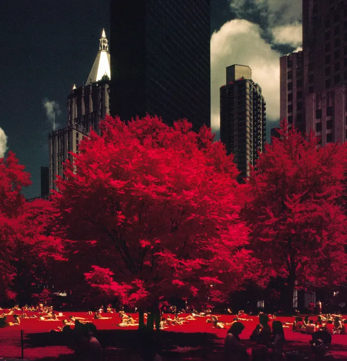 A Madison Square Park New Yorkban Kodak Aerochrome-ra fotózva – Fotó: Abe Bingham