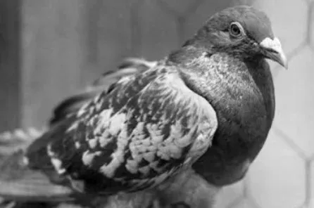 Mellkason lőtték és leszakadt a lába, mégis 194 katona életét mentette meg egy postagalamb