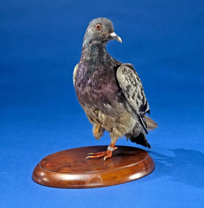 Cher Ami – otó: National Museum of American History