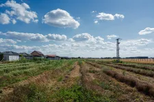 Elsőre csak gaz látszott, de kiderült: megvannak a facsemeték, amikből majd véderdő lesz a szegedi BYD-gyár mellett