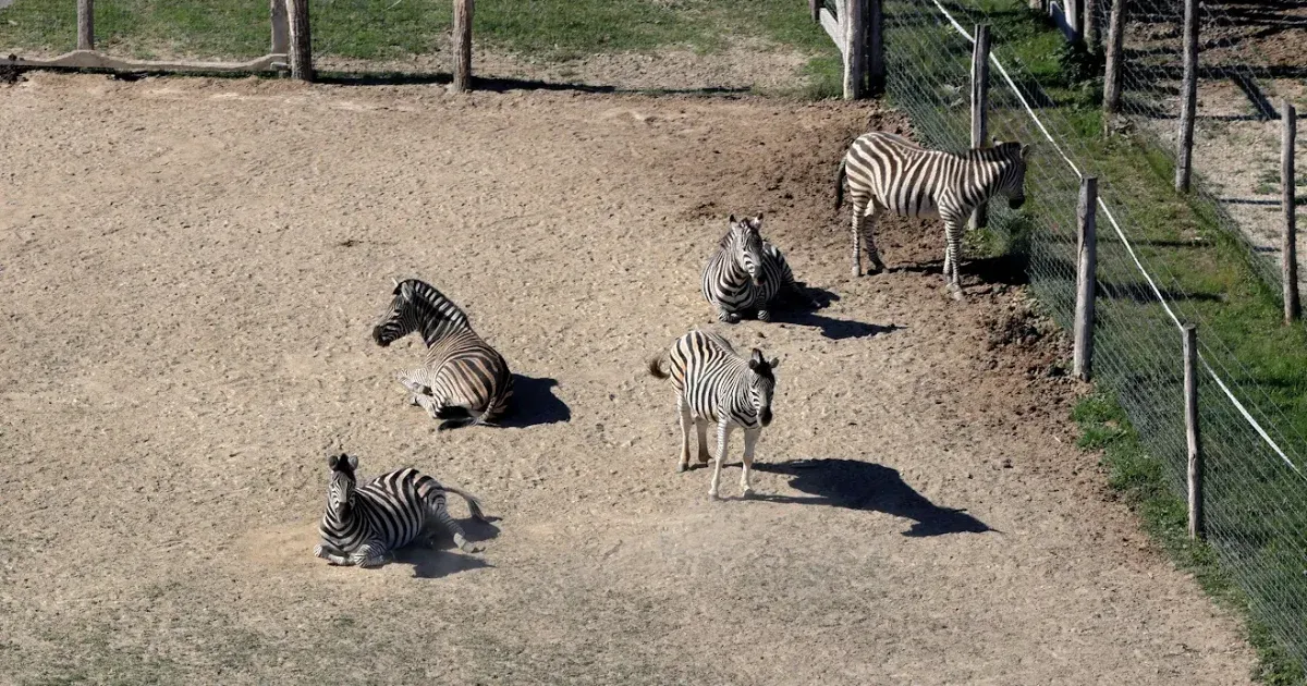 Három zebra megfagyott Hatvanpusztán, egy zebra elhullását még vizsgálja a kormányhivatal