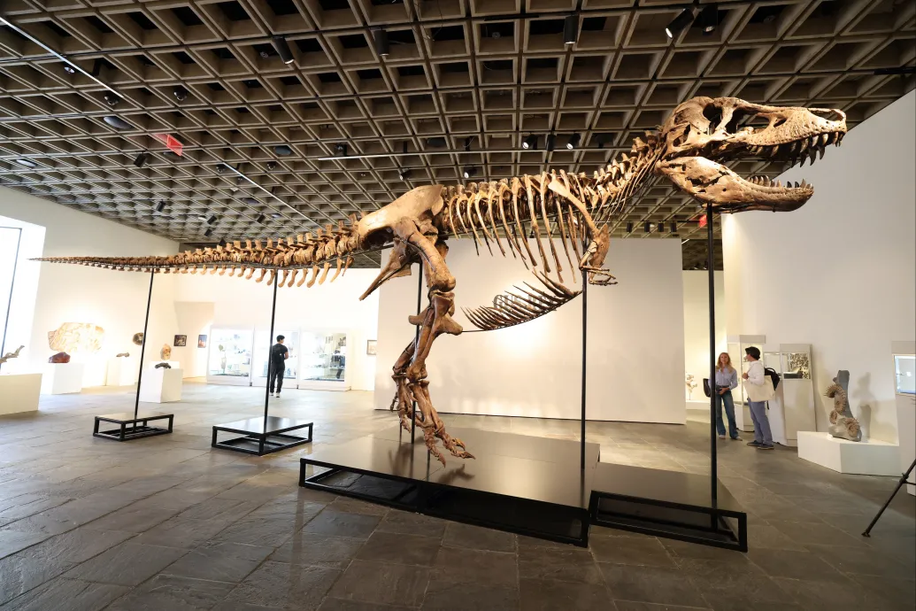 A valaha eladott legdrágább dínócsontváz lehet az a T. rex, amit most bocsátanak áruba az Egyesült Államokban