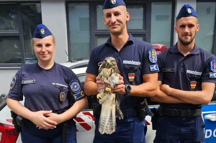 Rendőrök fogták be az egerészölyvet, aki embereknek ment Budán