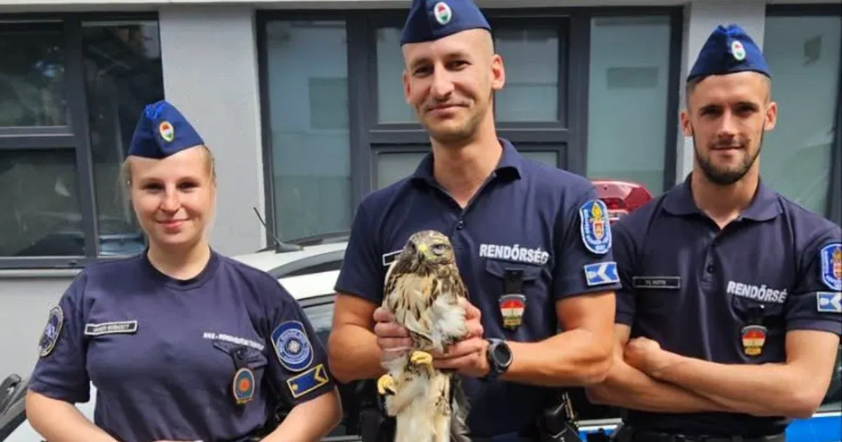 Rendőri beavatkozás: Megmentett ölyv és vizsla Budapesten Rendőri beavatkozás: Megmentett ölyv és vizsla Budapesten