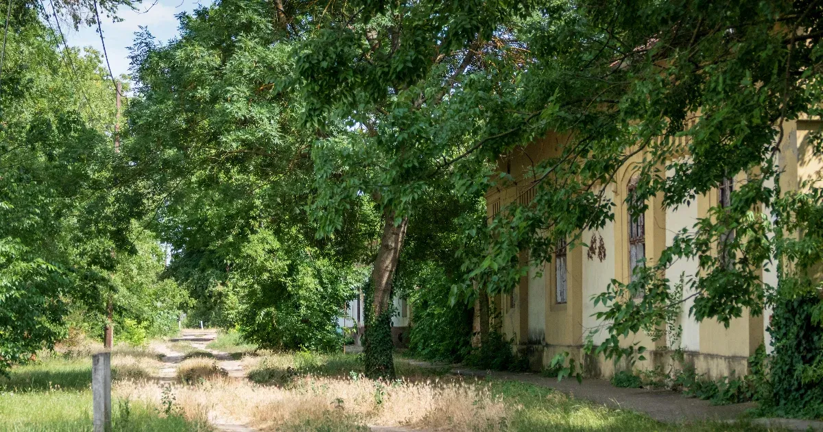 Bűz és konfliktusok Nagymágocson: A sertéstelep okozta helyi problémák Bűz és konfliktusok Nagymágocson: A sertéstelep okozta helyi problémák