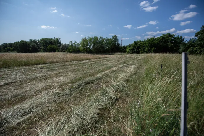 A magyar tarszát felfedező kutató, Duchaj Benjamin az óbudai Mocsárosban 2025. június 5-én. A lenti képen a tarsza lekaszált élőhelye 2025. június 12-én – Fotó: Bődey János / Telex