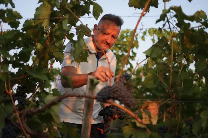 Nagy Zsolt, a Jammertal Borbirtok szőlészeti vezetője. Forrás: Jammertal Borbirtok