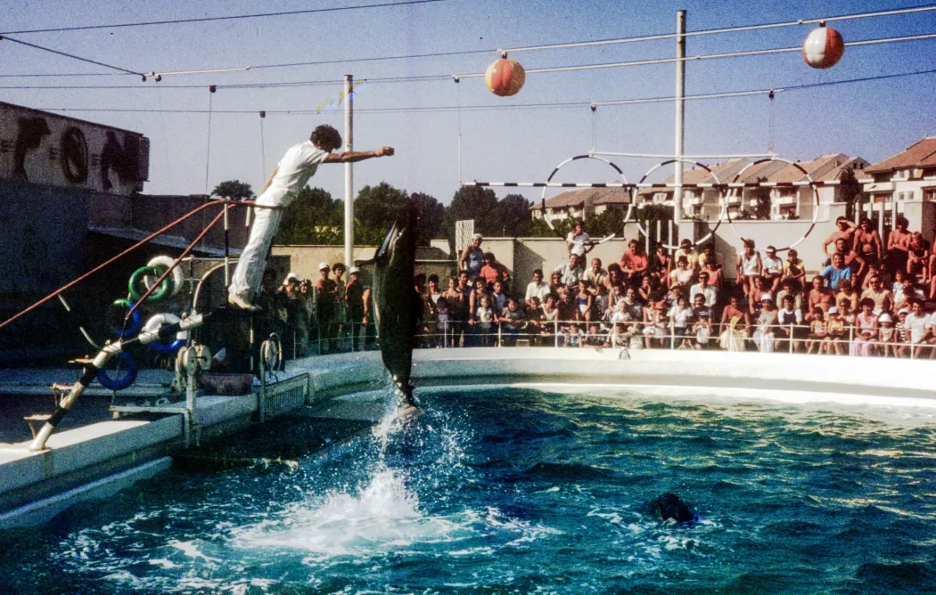 Konstanca és Mamaia híres volt az idomított delfineiről, akik nemcsak a delfináriumban, hanem a tengerben is rendszeresen megközelítették a hajókat egy-két jó falat reményében – Fotó: Plajás István / Azopan Fotóarchívum