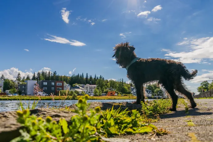Reykjavíkban hatvan éven át tilos volt kutyát tartani