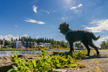 Reykjavíkban hatvan éven át tilos volt kutyát tartani