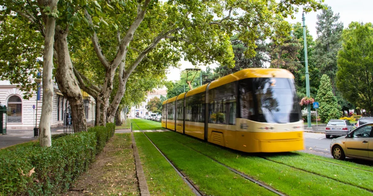 Új stratégiák a szegedi fák megmentésére: klímaváltozás és fenntartható városfejlesztés Új stratégiák a szegedi fák megmentésére: klímaváltozás és fenntartható városfejlesztés