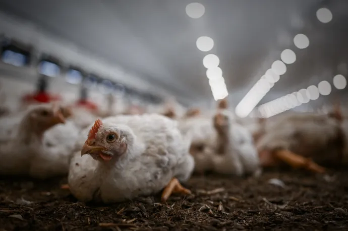 A nagyüzemi állattartás hozza magával a járványokat, az antibiotikum-rezisztenciát és a kezelhetetlen mennyiségű trágyát