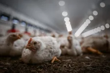 A nagyüzemi állattartás hozza magával a járványokat, az antibiotikum-rezisztenciát és a kezelhetetlen mennyiségű trágyát