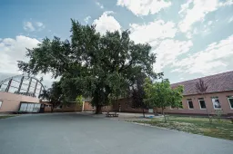 Nagyon sok gyermek hűsölt alatta: 150 éve áll az öreg tölgy a szegvári iskola udvarán, esélyes az európai Év fája címre