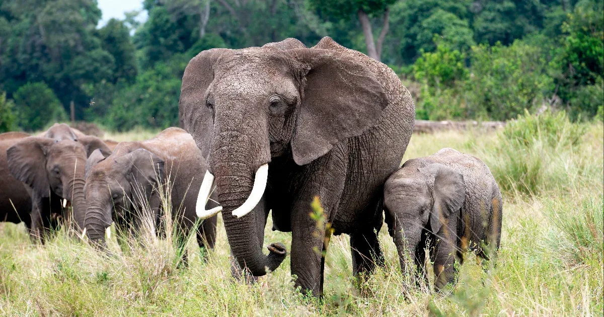 Rejtélyes elefántpusztulás Kenyában: sürgős vizsgálat indult Rejtélyes elefántpusztulás Kenyában: sürgős vizsgálat indult