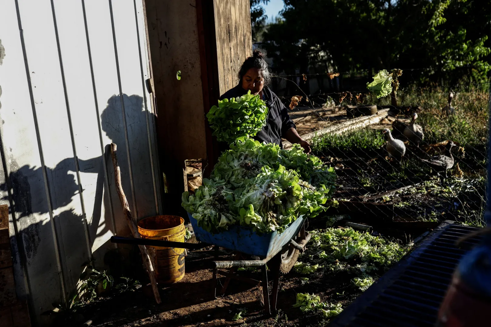 Berta Millalen, egy mapucse nő, salátát szed a chilei Ercilla közösségében, 2021. december 27-én – Fotó: Juan Gonzalez / Reuters