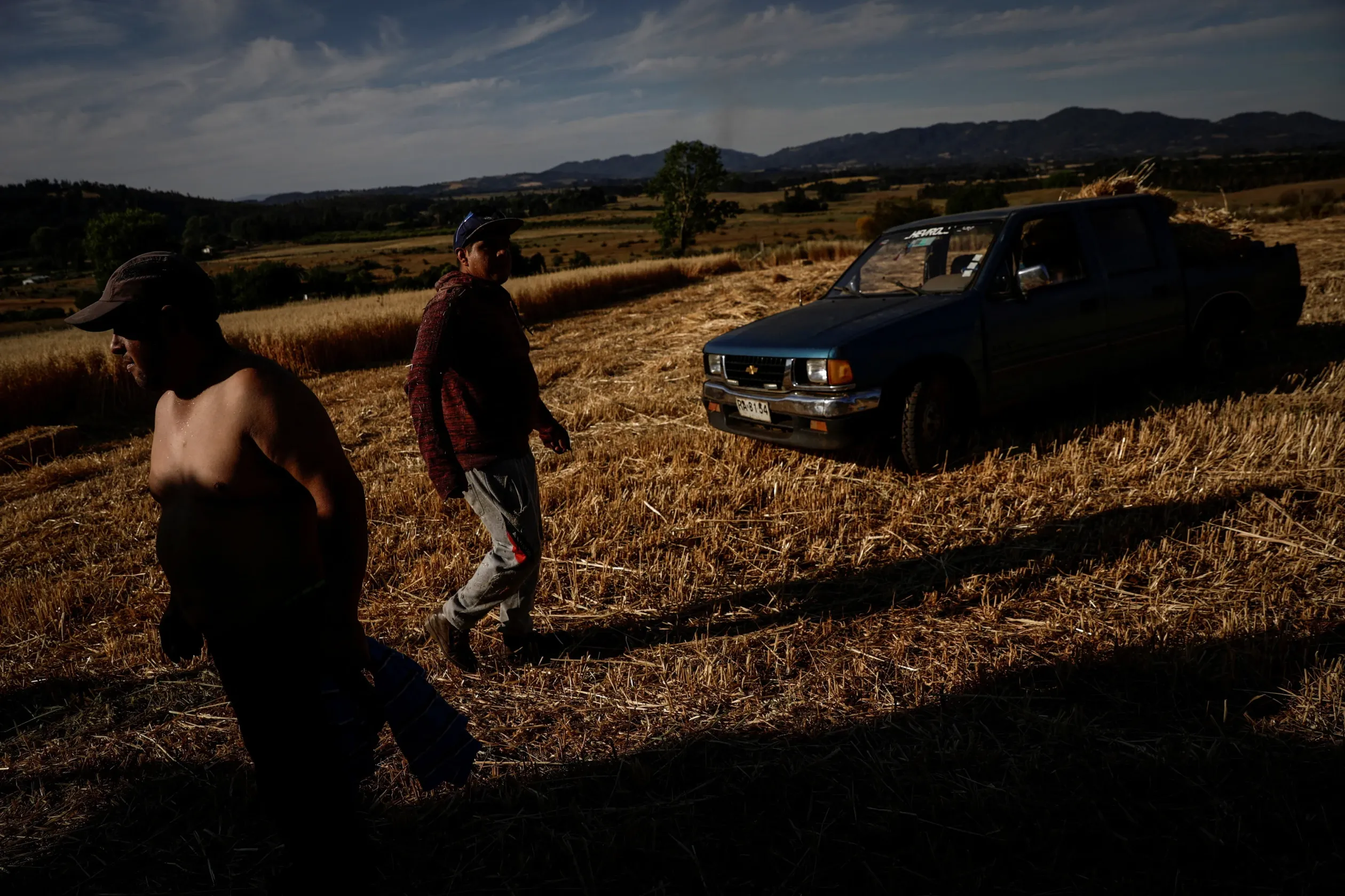Pedro és Miguel Queipo, az egyik mapucse közösség tagjai, búzát aratnak Ercillában, Chilében, 2021. december 27-én – Fotó: Juan Gonzalez / Reuters