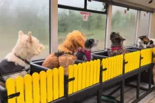 Buszoztatás másképp: 25 évig gyerekeket szállított, most kutyákat visz a parkba egy brit nő