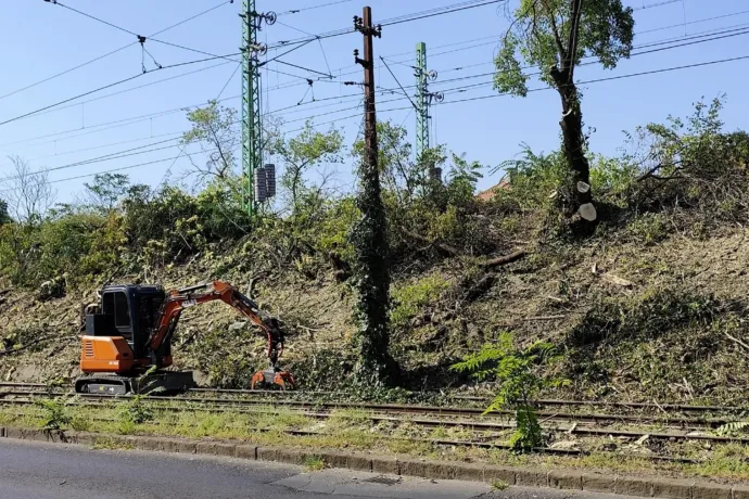 Vitézy Dávid leállíttatta a MÁV fakivágását Zuglóban, és teljes felülvizsgálatot kért