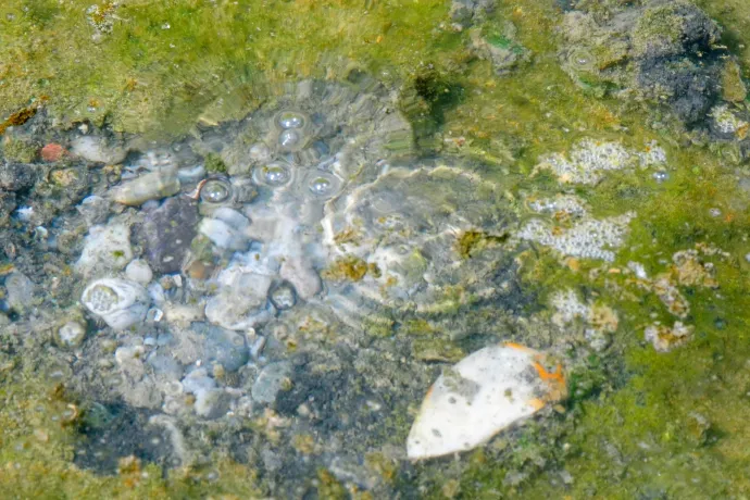 Termálforrás a Dunában – Fotó: Rocky Shore Pictures