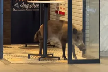 Vaddisznó szaladt le a Kossuth téri metróba, kilőtték