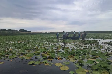 Annyira kiszáradt a Kolon-tó, hogy védett halakat kellett kimenteni belőle
