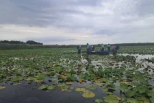 Annyira kiszáradt a Kolon-tó, hogy védett halakat kellett kimenteni belőle
