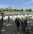 Az Óbudai Gázgyár rákkeltő anyagokkal szennyezett partszakaszával szemben alakították ki a Sziget strandját, de a fesztiválozók nem mehetnek bele a vízbe