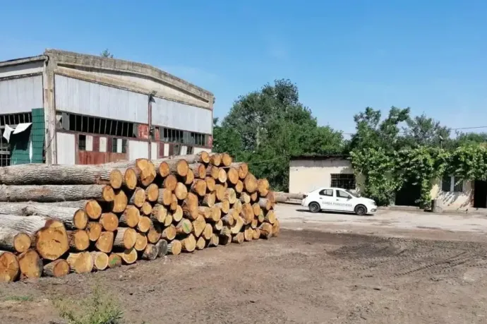 Mintegy ötezer fát vágtak ki illegálisan egyetlen Brassó megyei területen