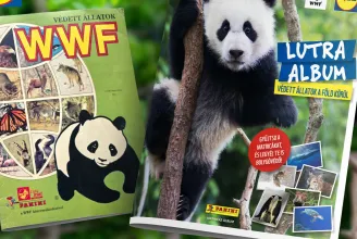 Matricacserék újratöltve: 37 év után visszatér a WWF Lutra album