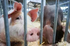 Terjed az afrikai sertéspestis, már Baranyában is megjelent
