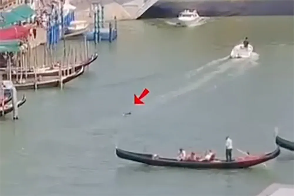 Delfint láttak Velencében, a Canal Grandén